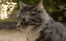 коткоситглаза Cat GIF - коткоситглаза кот косит GIFs