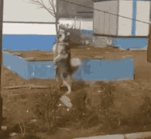 Poledancer Dog GIF - Poledancer Dog Hump GIFs