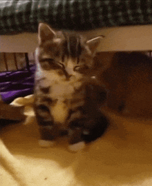 Cat Falling GIF - Cat Falling Kitten GIFs