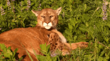 Mountain Lion Mountain Lion Cub GIF