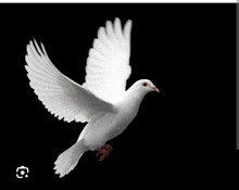 a white pigeon with red feet is flying in the air