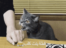 عض قطة مضحك حيوانات GIF - Cat Biting GIFs