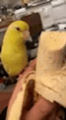 Bird Eating Banana GIF - Bird Eating Banana GIFs
