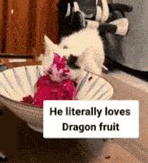 He Literally Loves Dragon Fruit Cat GIF - He Literally Loves Dragon Fruit Dragon Fruit Cat GIFs