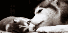 Aw GIF - Dogs Puppy Lick GIFs