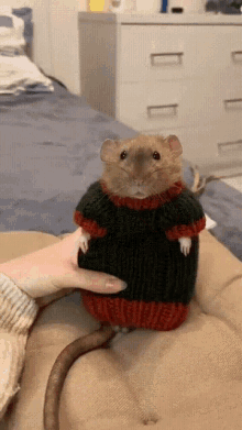 a rat wearing a sweater is being held by someone