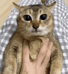 a close up of a cat being held by a person 's hand