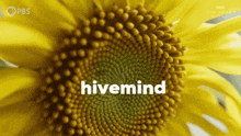 Hivemind Flower GIF - Hivemind Flower Fleur GIFs