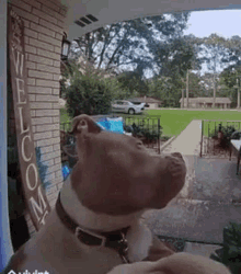 Mitskidiamandis Dog GIF - Mitskidiamandis Dog Looking GIFs