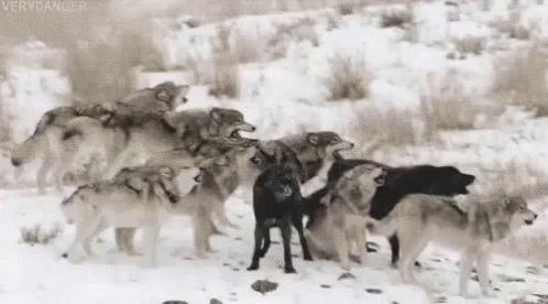 Une Meute De Loups Hurlent GIF - Loup - Discover & Share GIFs