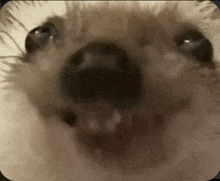 a close up of a dog 's face with a blurred background