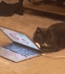 Cat Close Laptop GIF - Cat Close Laptop Pc GIFs