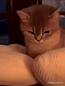 Angry Cat GIF - Angry Cat Rage GIFs