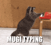 Mugi Raccoon Mugi Typing GIF