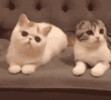 Kitty Cat GIF - Kitty Cat Surprised GIFs