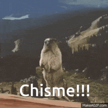 a groundhog standing on its hind legs with the words chisme written on it
