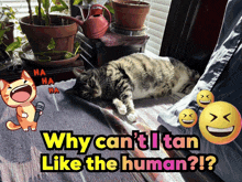 why can 't i tan like the human poster with a cat laying on a rug