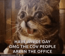 Cats Animals GIF - Cats Animals Reaction GIFs