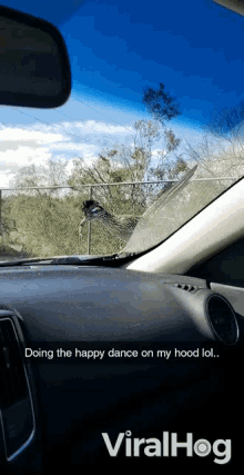 Doing The Happy Dance On My Hood Lol Wagging Tail GIF - Doing The Happy Dance On My Hood Lol Wagging Tail Roadrunner GIFs
