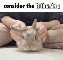 a picture of a person petting a bunny with the words consider the bunnying above it