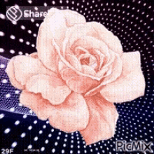 गुलाबीगुलाब फूल GIF