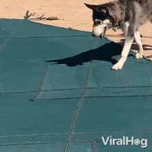 Sniffing Dog GIF - Sniffing Dog Viralhog GIFs