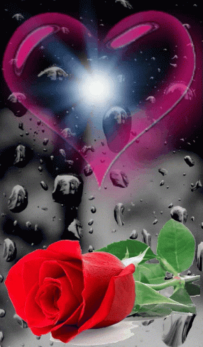 rose images with heart