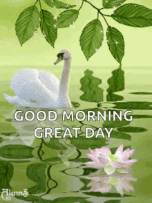 good morning swan sparkles great day reflection