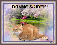 a picture of a cat with the words bonne soiree written above it