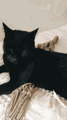 Cat Black GIF