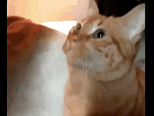 a close up of a cat 's face looking up at the camera .
