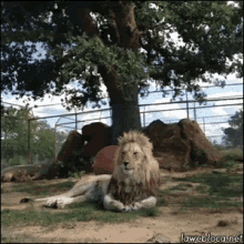 Chill Lion GIF - Lion Chill Relax GIFs