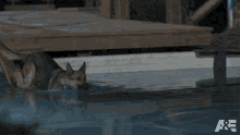 Swimming Riddick GIF - Swimming Riddick Americas Top Dog GIFs