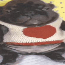 a pug dog wearing a sweater with a heart on it