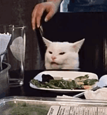 White Cat Eating Salad GIF