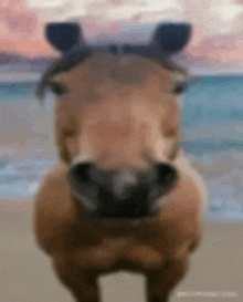 a close up of a horse standing on a beach .