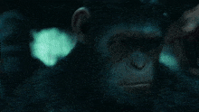 Caesar Planet Of The Apes GIF