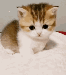 Sunakook Sad GIF - Sunakook Sad Cat GIFs