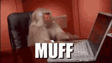 Muff Monkey GIF - Muff Monkey Facepalm GIFs