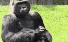 Gorilla Clap GIF