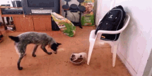 The Tables Have Turned.. GIF - Puppy Dog Dogs GIFs