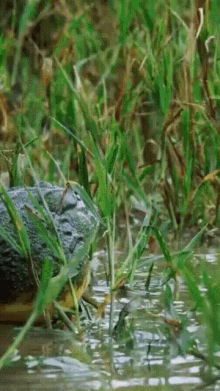 Frog Fight GIF
