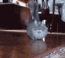 a gray cat is standing on a wooden floor in a living room .