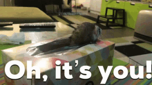 Its You Oh Noz GIF