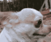Bug Eyed Dog GIF - Bug Eyed Dog Cute GIFs