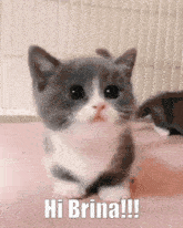 Hi Brina Kitty GIF - Hi Brina Kitty Cute Cat GIFs