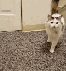 Luna Cat Cat GIF - Luna Cat Cat Fetch GIFs