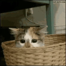 cat hiding face