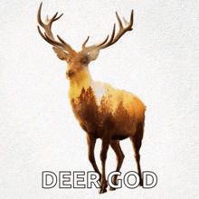 Animals Deer GIF - Animals Deer GIFs