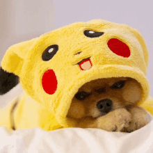 Pikapuppy Cute GIF - Pikapuppy Cute Cute Dog GIFs